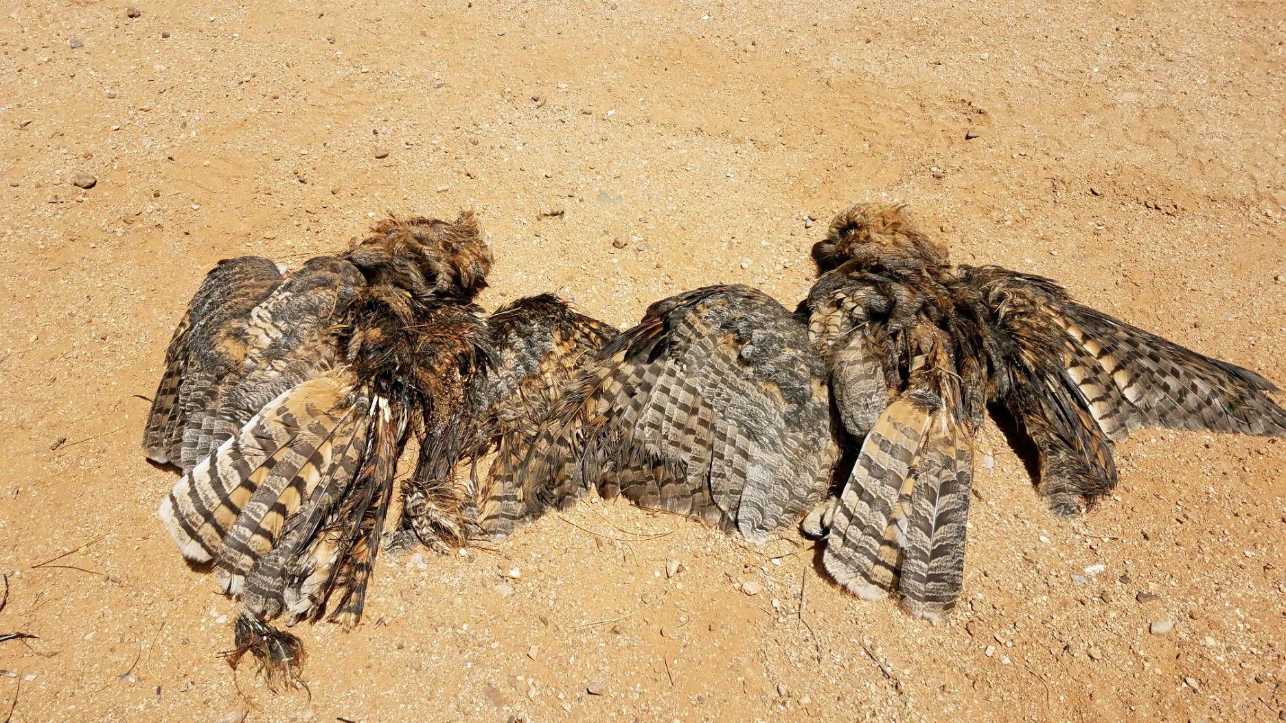 $2,000 offered for information in deaths of 2 Great Horned Owls in Tucson